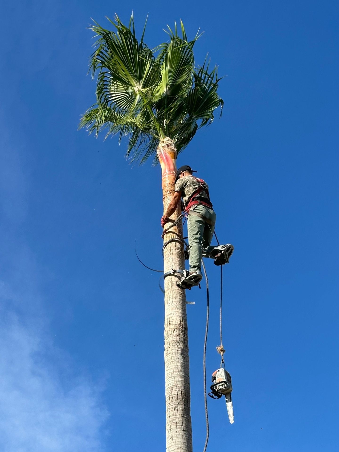 Tall palm trees against a Mediterranean blue sky on the Costa Blanca
